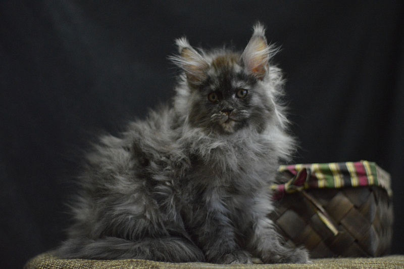 Venezia Akbars - Kitten maine-coon 2 months 4 weeks