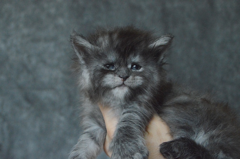 Venezia Akbars - Kitten maine-coon 3.5 weeks