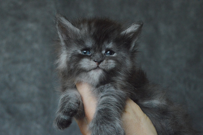 Venezia Akbars - Kitten maine-coon 3.5 weeks