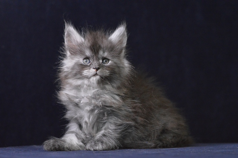 Venezia Akbars - Kitten maine-coon 1 month 1 week