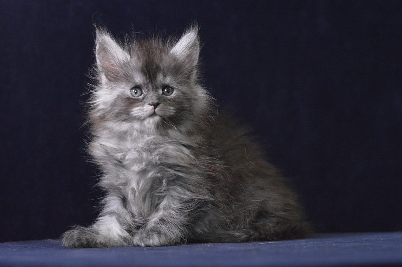 Venezia Akbars - Kitten maine-coon 1 month 1 week