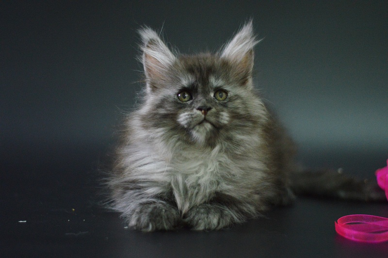 Venezia Akbars - Kitten maine-coon 1 month 4 weeks