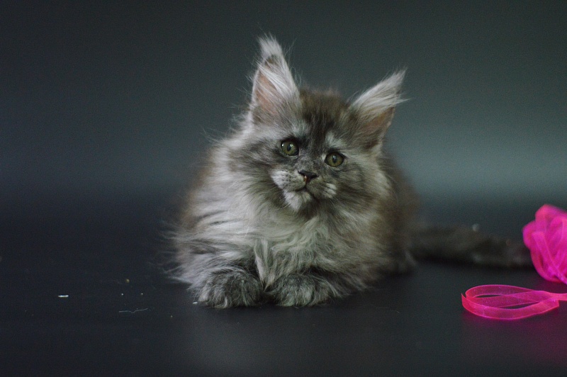 Venezia Akbars - Kitten maine-coon 1 month 4 weeks