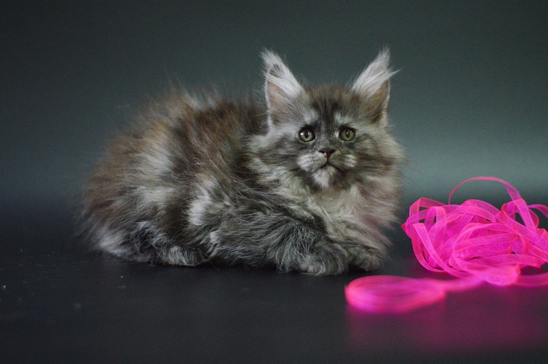 Venezia Akbars - Kitten maine-coon 1 month 4 weeks