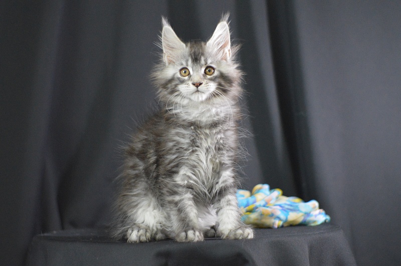 West Akbars - Kitten maine-coon 2 months 1.5 week