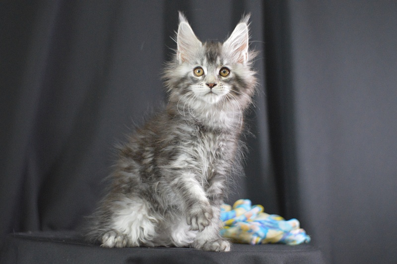 West Akbars - Kitten maine-coon 2 months 1.5 week