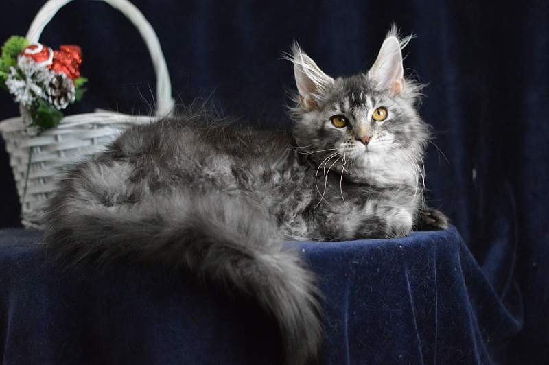 West Akbars - Kitten maine-coon 3 months 3 weeks