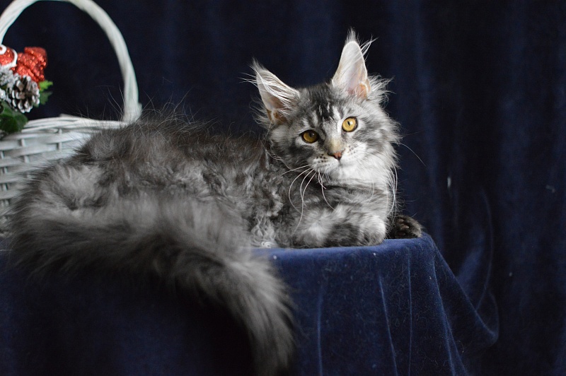 West Akbars - Kitten maine-coon 3 months 3 weeks