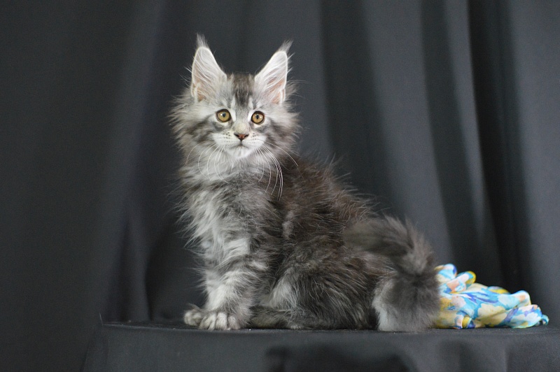 West Akbars - Kitten maine-coon 2 months 1.5 week
