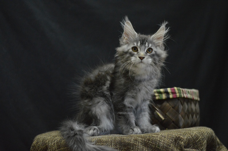 West Akbars - Kitten maine-coon 2 months 4 weeks