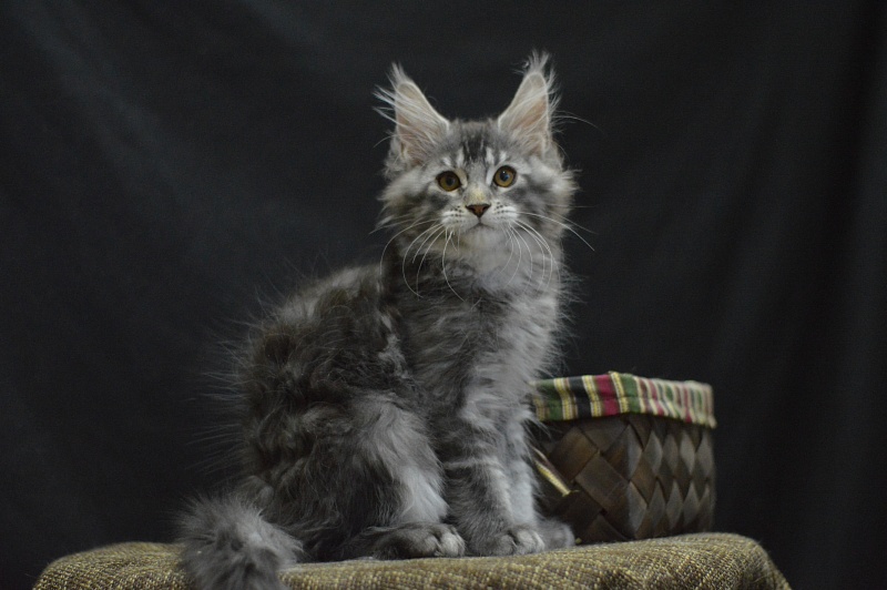 West Akbars - Kitten maine-coon 2 months 4 weeks