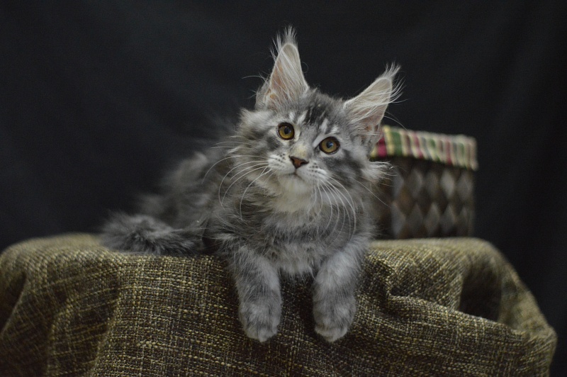 West Akbars - Kitten maine-coon 2 months 4 weeks