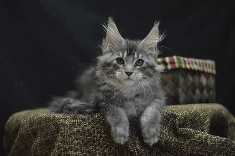 West Akbars - Kitten maine-coon 2 months 4 weeks