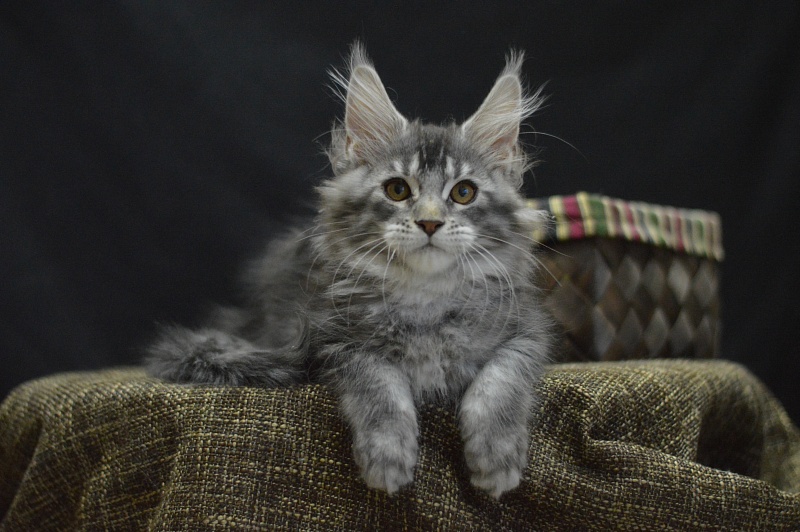 West Akbars - Kitten maine-coon 2 months 4 weeks