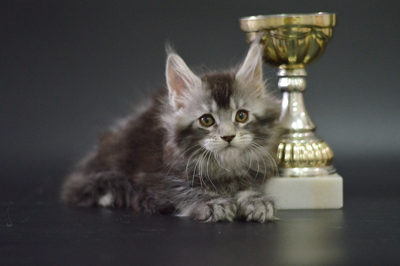 West Akbars - Kitten maine-coon 1 month 3.5 weeks