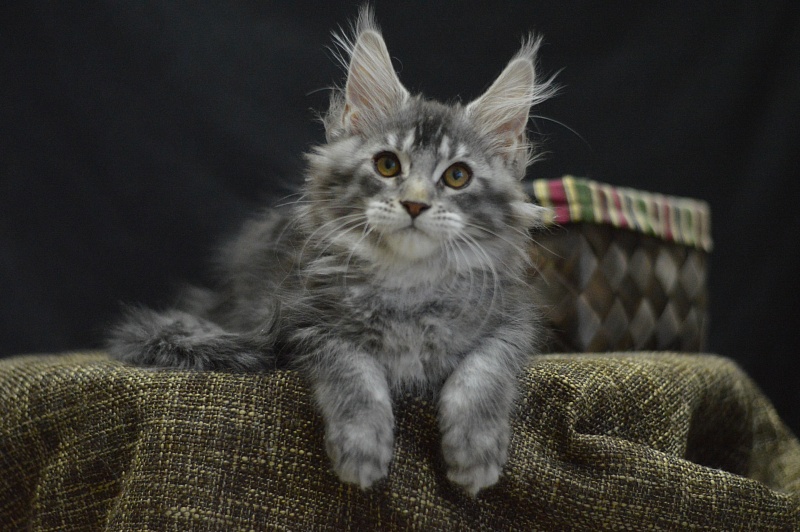 West Akbars - Kitten maine-coon 2 months 4 weeks