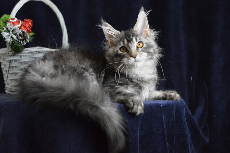 West Akbars - Kitten maine-coon 3 months 3 weeks