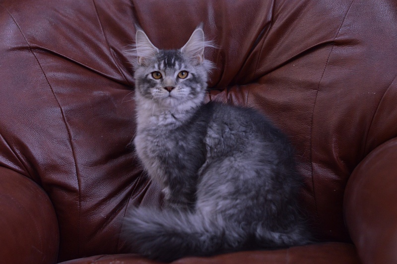 West Akbars - Kitten maine-coon 4 months 1.5 week