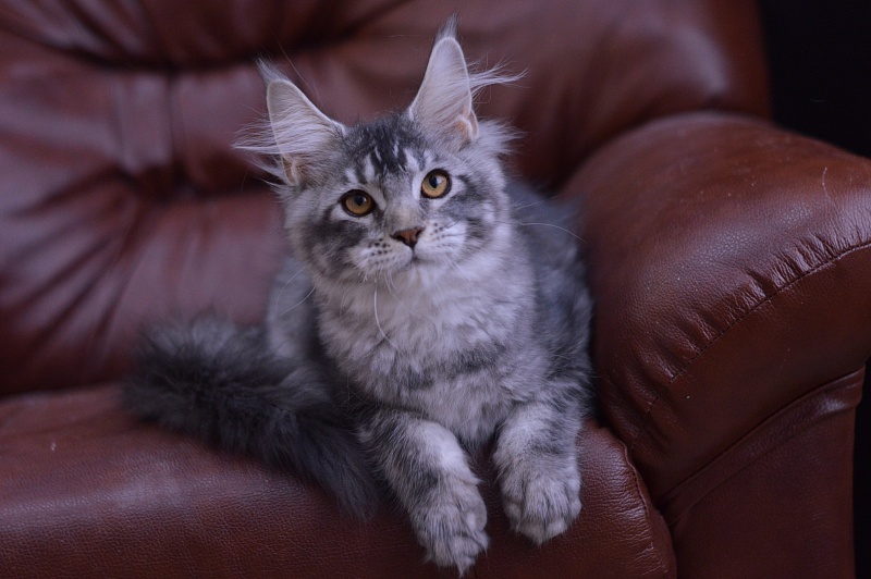West Akbars - Kitten maine-coon 4 months 1.5 week