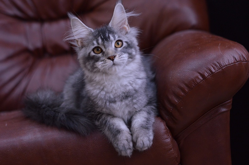 West Akbars - Kitten maine-coon 4 months 1.5 week