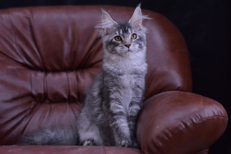 West Akbars - Kitten maine-coon 4 months 1.5 week