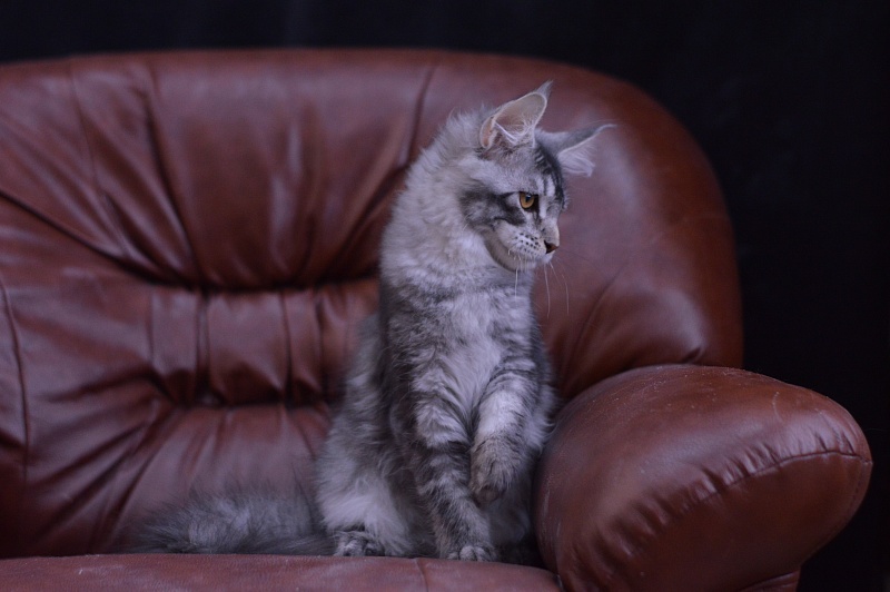 West Akbars - Kitten maine-coon 4 months 1.5 week