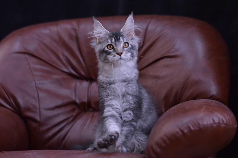 West Akbars - Kitten maine-coon 4 months 1.5 week