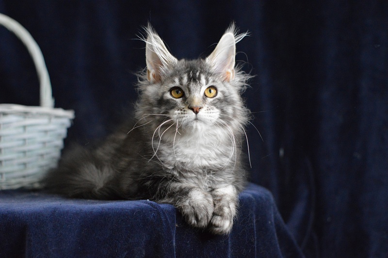 West Akbars - Kitten maine-coon 3 months 3 weeks