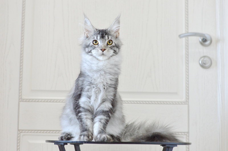 West Akbars - Kitten maine-coon 5 months 3.5 weeks