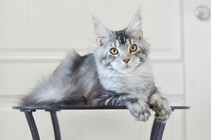 West Akbars - Kitten maine-coon 5 months 3.5 weeks