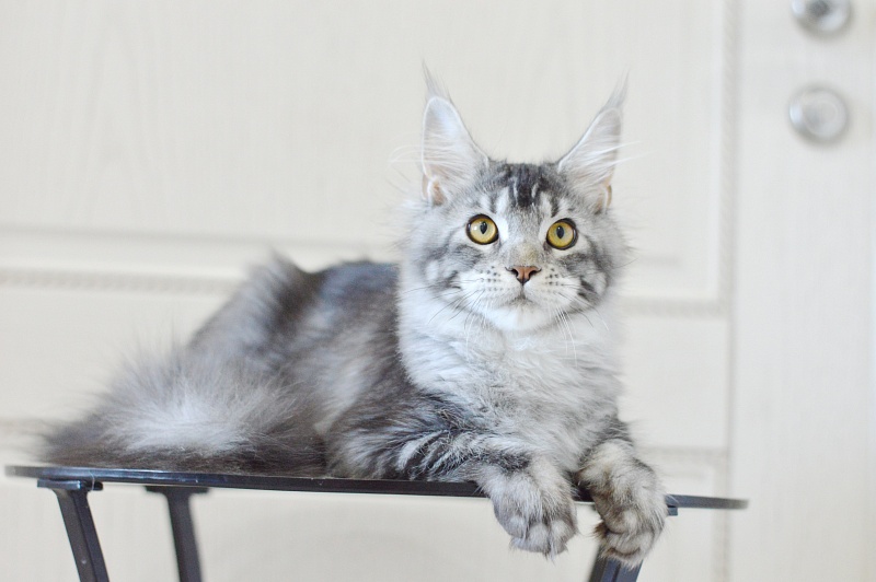 West Akbars - Kitten maine-coon 5 months 3.5 weeks