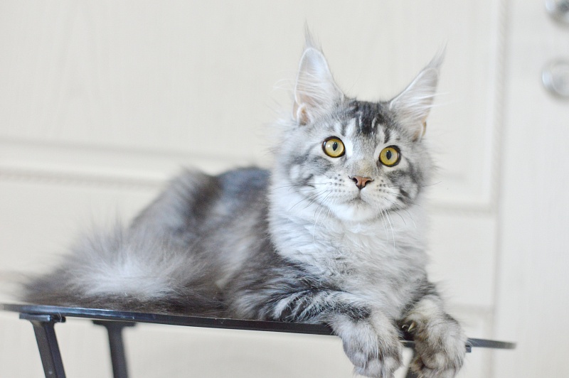 West Akbars - Kitten maine-coon 5 months 3.5 weeks
