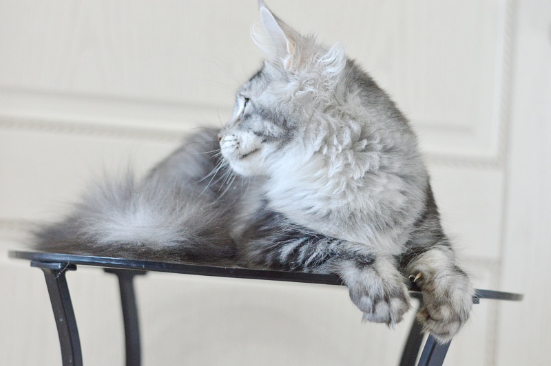 West Akbars - Kitten maine-coon 5 months 3.5 weeks