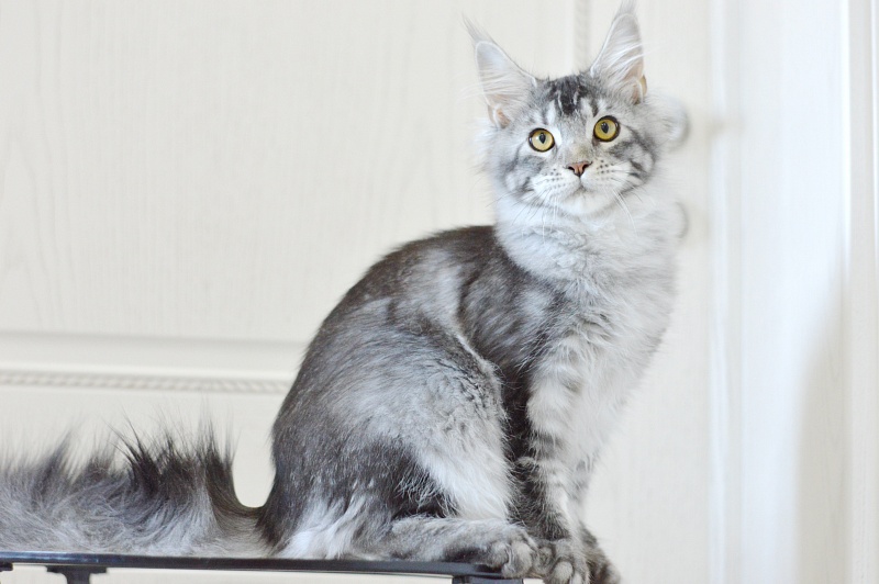 West Akbars - Kitten maine-coon 5 months 3.5 weeks