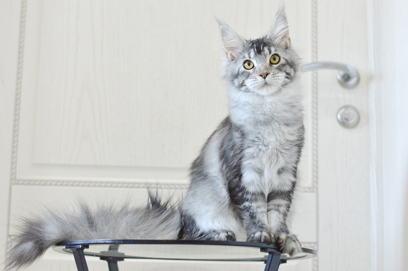 West Akbars - Kitten maine-coon 5 months 3.5 weeks