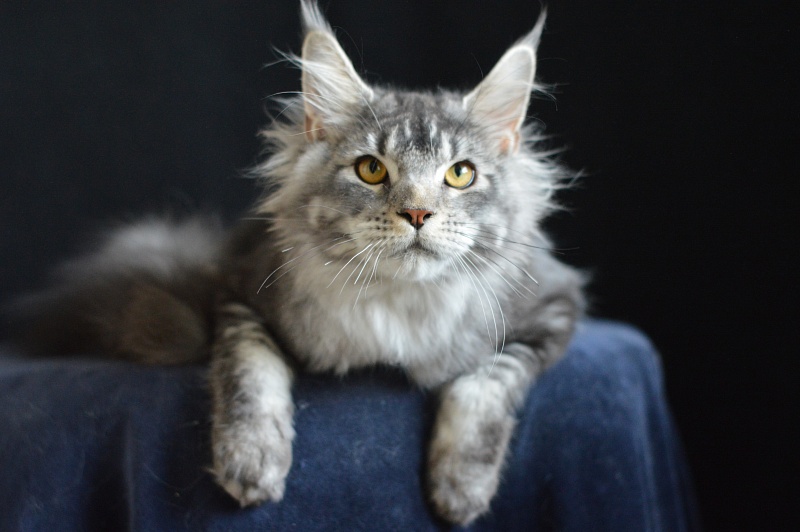 West Akbars - Junior maine-coon 7 months 2 weeks