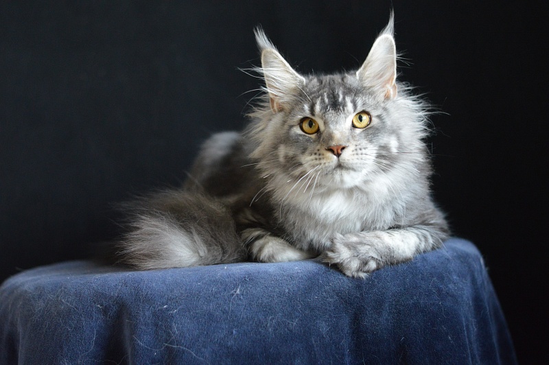 West Akbars - Junior maine-coon 7 months 2 weeks