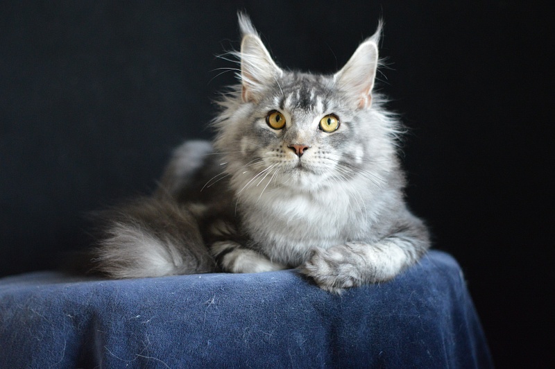 West Akbars - Junior maine-coon 7 months 2 weeks