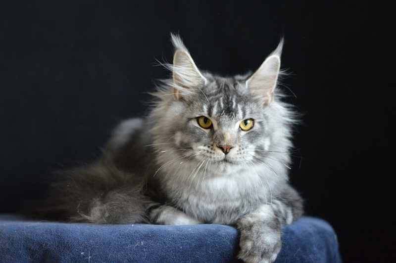 West Akbars - Junior maine-coon 7 months 2 weeks