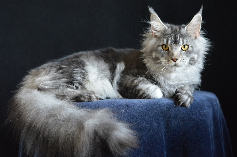 West Akbars - Junior maine-coon 7 months 2 weeks