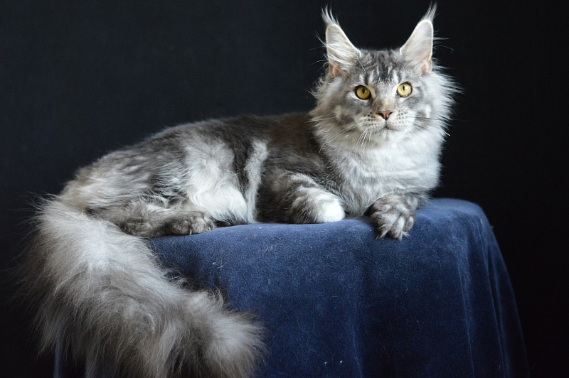 West Akbars - Junior maine-coon 7 months 2 weeks