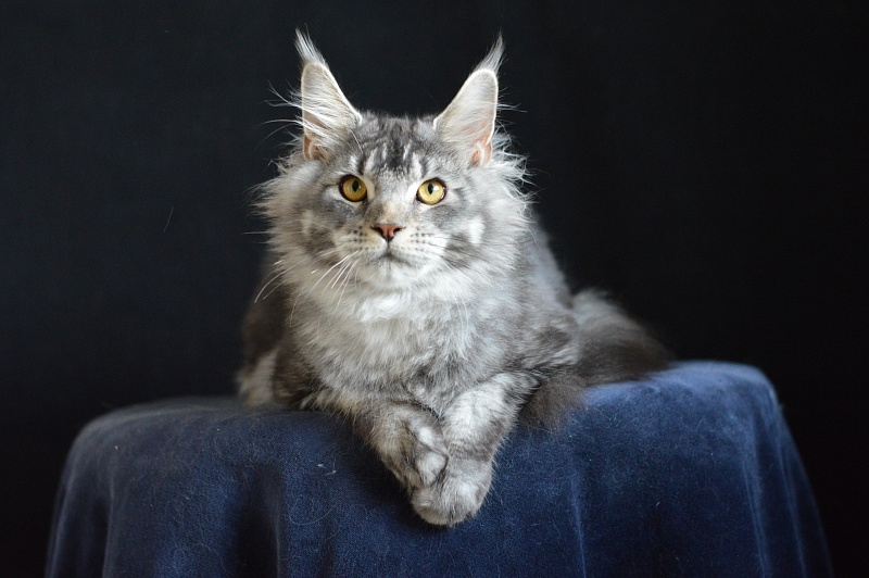 West Akbars - Junior maine-coon 7 months 2 weeks