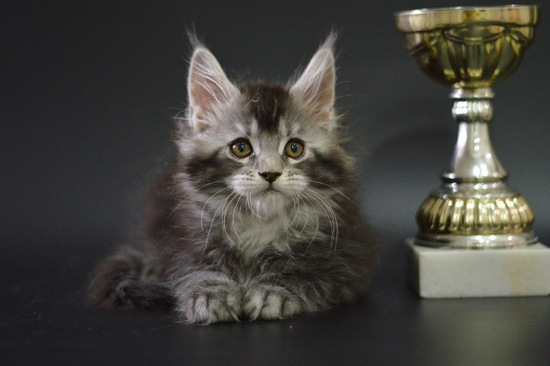 West Akbars - Kitten maine-coon 1 month 3.5 weeks