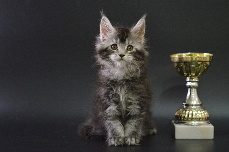 West Akbars - Kitten maine-coon 1 month 3.5 weeks