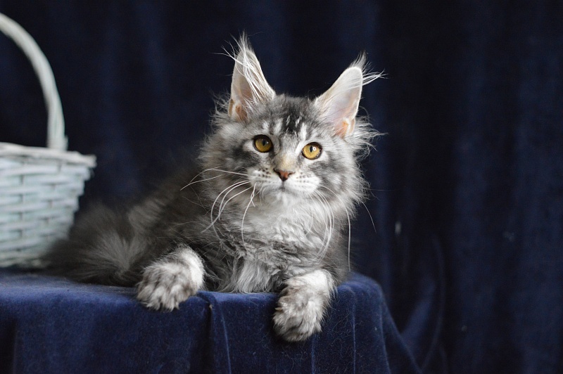West Akbars - Kitten maine-coon 3 months 3 weeks