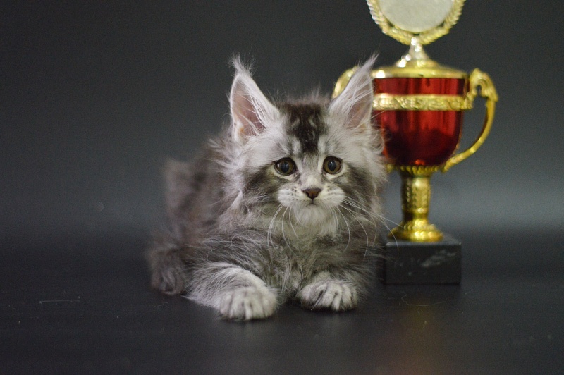 Weasel Akbars - Kitten maine-coon 1 month 3.5 weeks