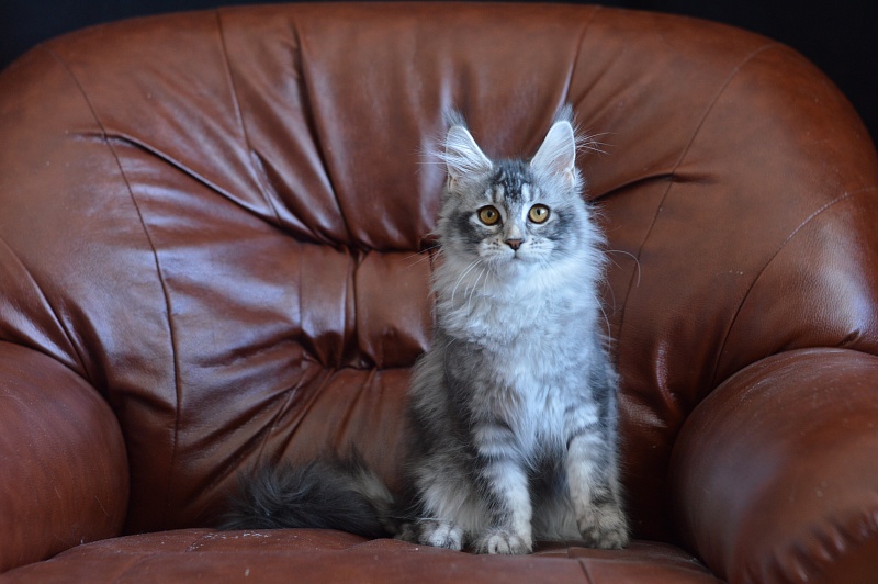 Weasel Akbars - Kitten maine-coon 4 months 1.5 week
