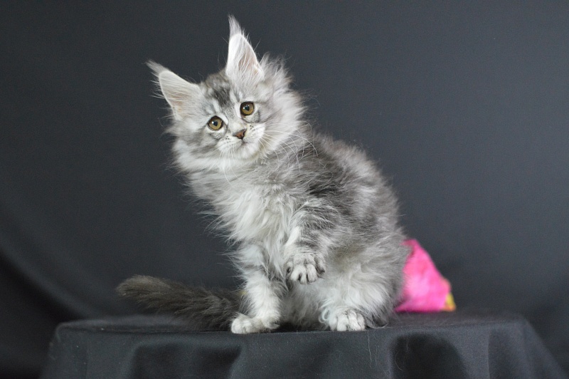 Weasel Akbars - Kitten maine-coon 2 months 1.5 week