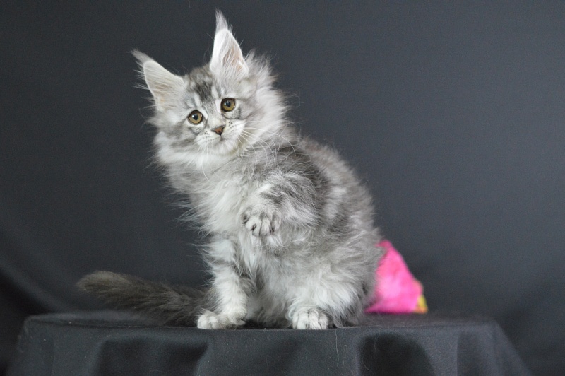 Weasel Akbars - Kitten maine-coon 2 months 1.5 week