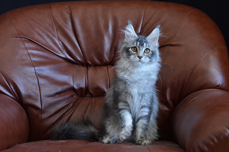 Weasel Akbars - Kitten maine-coon 4 months 1.5 week